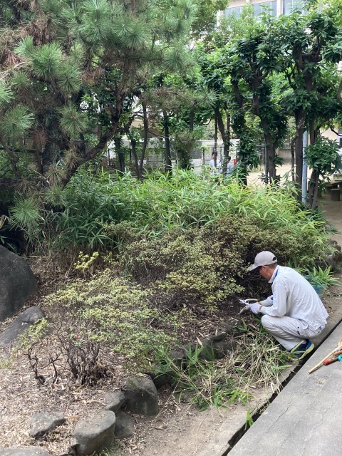 中庭の庭園